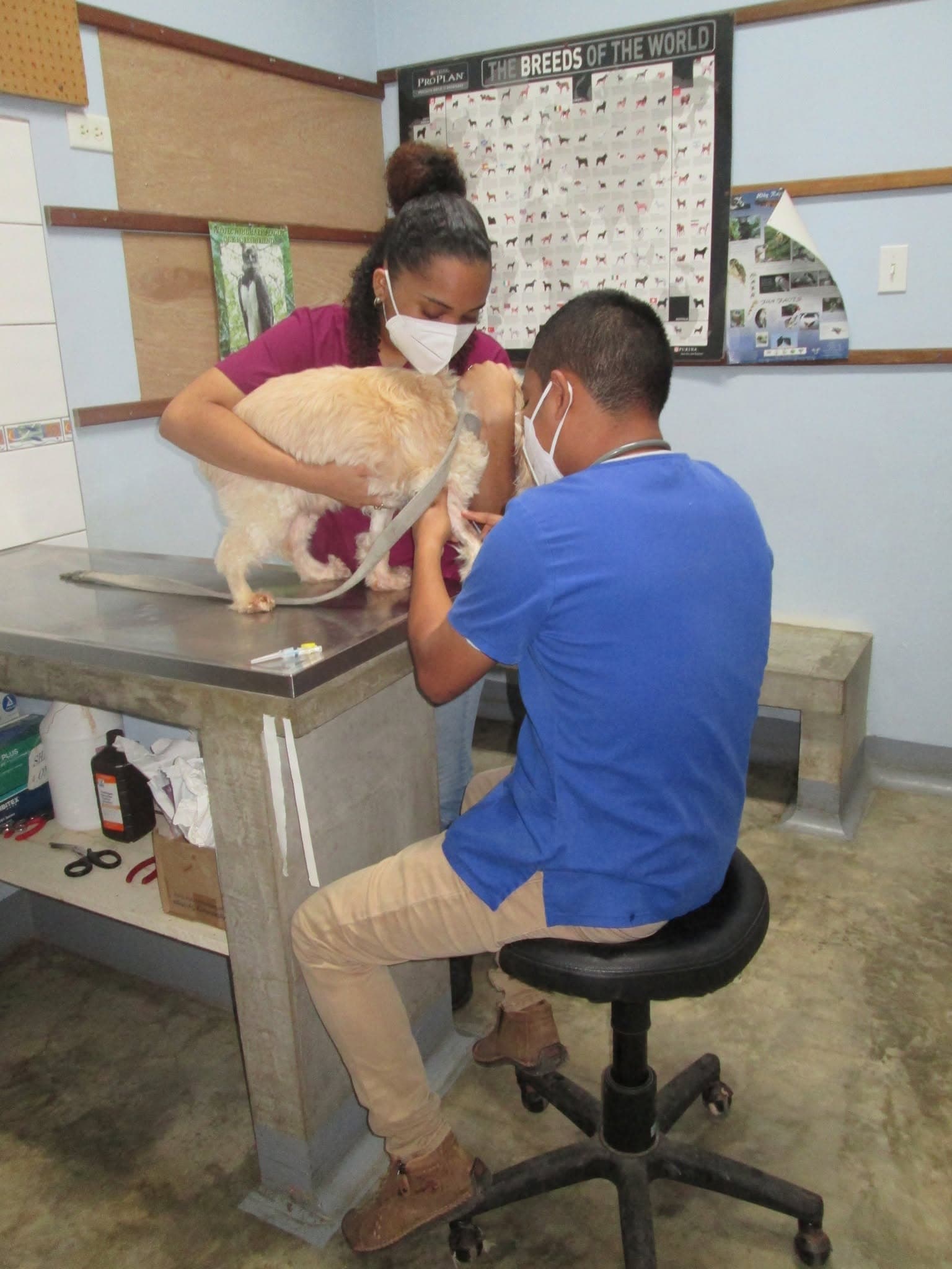 Veterinary Care