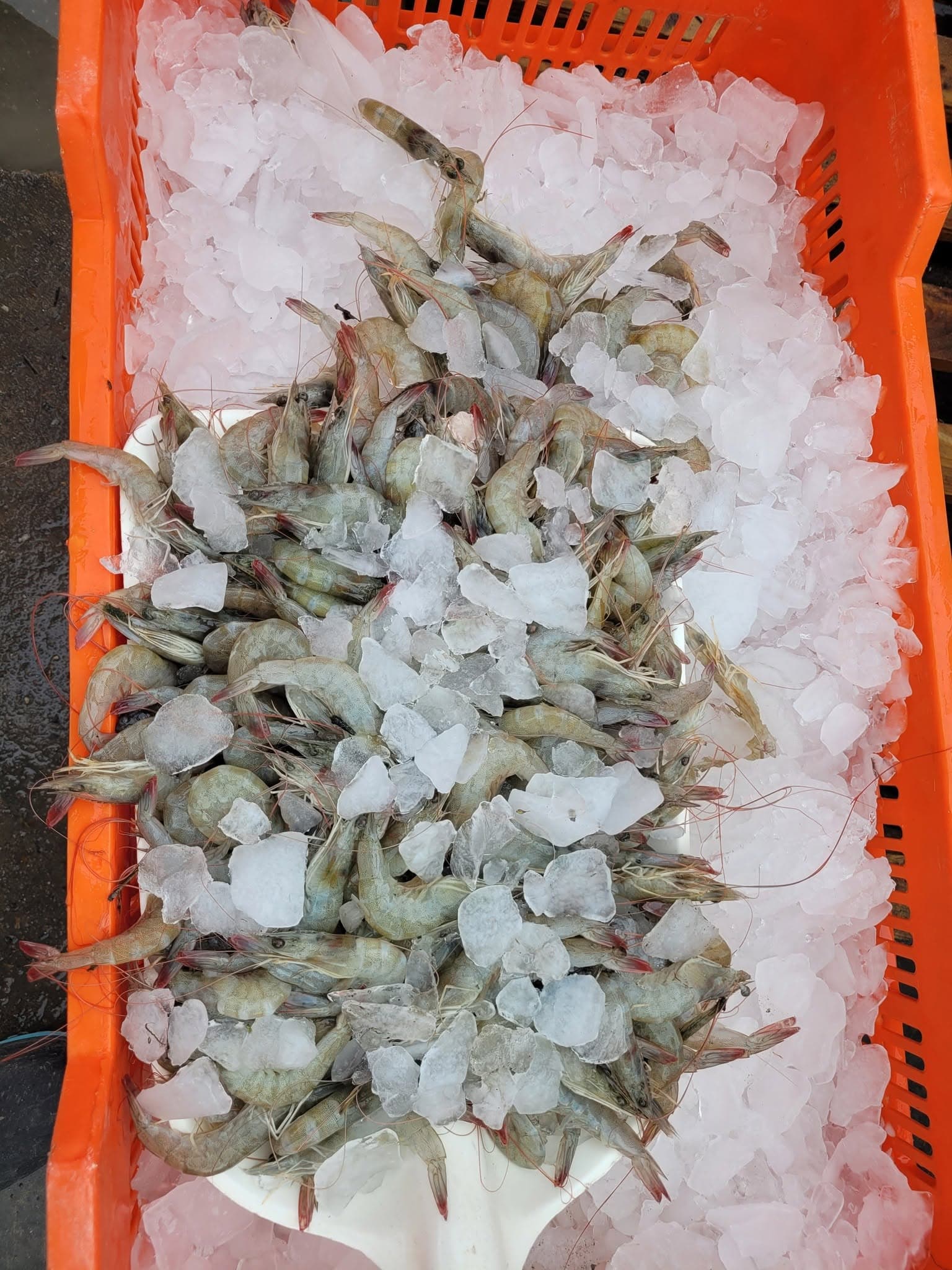 fresh shrimp